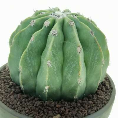 Melocactus maxonii f. inermis variegata - Giromagi