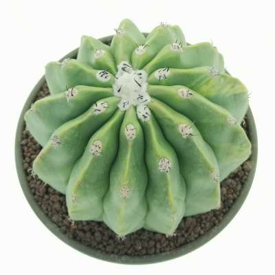 Melocactus maxonii f. inermis variegata - Giromagi