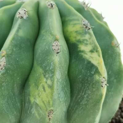 Melocactus maxonii f. inermis variegata - Giromagi