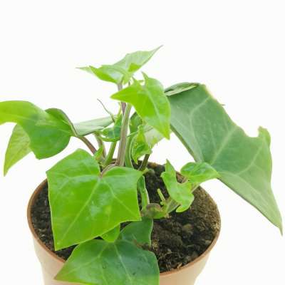 Senecio macroglossus - Giromagi