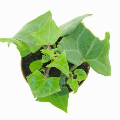 Senecio macroglossus - Giromagi