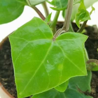 Senecio macroglossus - Giromagi