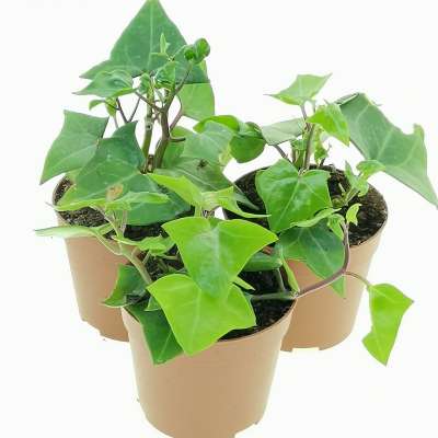 Senecio macroglossus - Giromagi