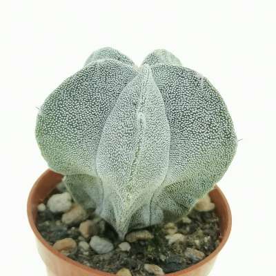 Astrophytum myriostigma cv. Onzuka - Giromagi