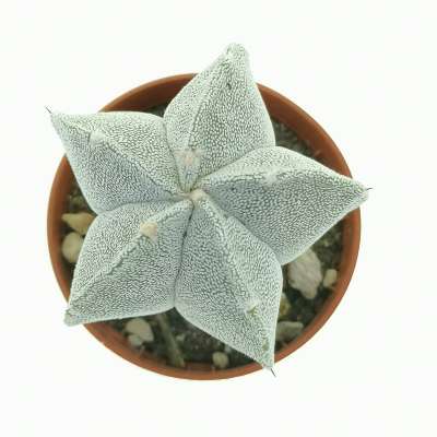 Astrophytum myriostigma cv. Onzuka - Giromagi