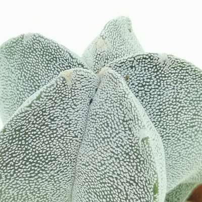 Astrophytum myriostigma cv. Onzuka - Giromagi