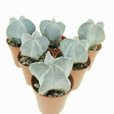 Astrophytum myriostigma cv. Onzuka - Giromagi