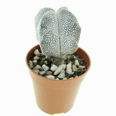 Astrophytum myriostigma cv. Onzuka V-type quadricostatum - Giromagi