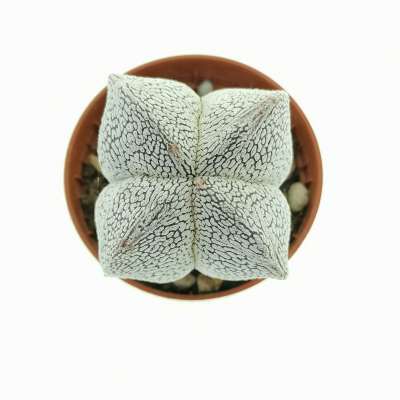 Astrophytum myriostigma cv. Onzuka V-type quadricostatum - Giromagi