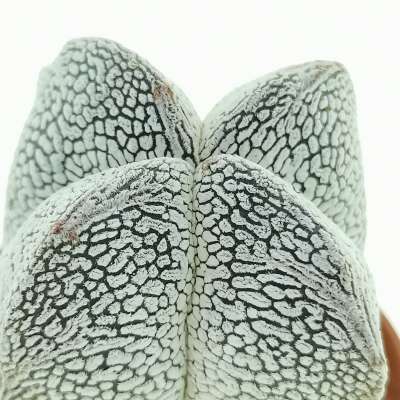 Astrophytum myriostigma cv. Onzuka V-type quadricostatum - Giromagi