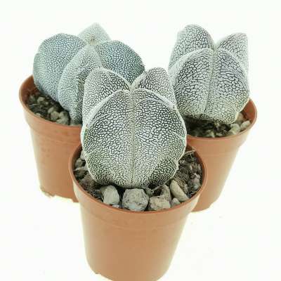 Astrophytum myriostigma cv. Onzuka V-type quadricostatum - Giromagi