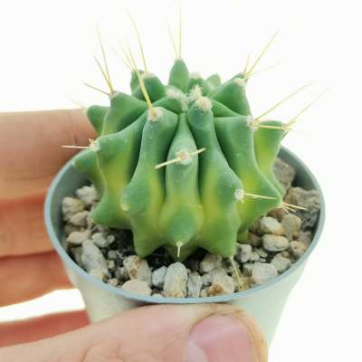 Ferocactus glaucescens f. inermis variegata
