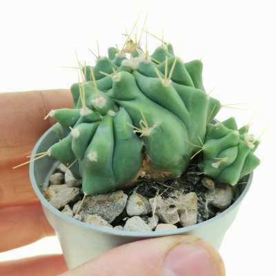 Ferocactus glaucescens f. inermis crestata dicotomica