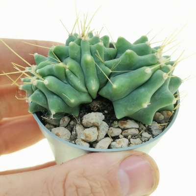 Ferocactus glaucescens f. inermis crestata politomica