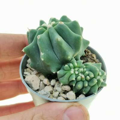 Ferocactus glaucescens f. inermis crestata