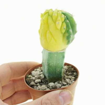 Trichocereus pachanoi f. crestata variegata