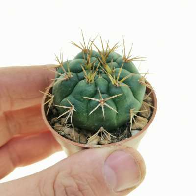 Gymnocalycium eurypleurum