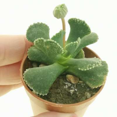 Aloinopsis malherbei