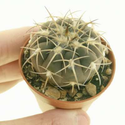 Gymnocalycium spegazzinii var. punillense