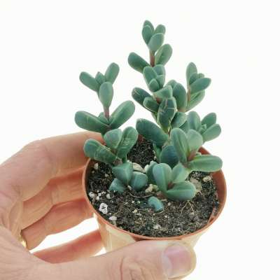 Delosperma lehmannii