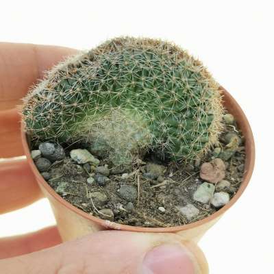 Lobivia arachnacantha f. crestata