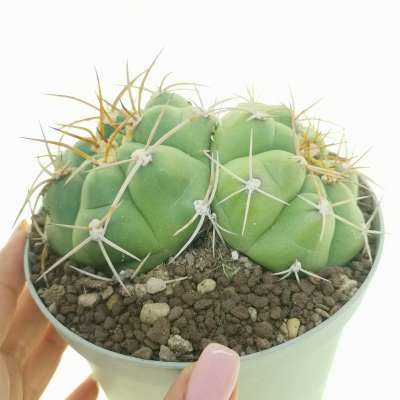 Gymnocalycium pflanzii var. zegarrae f. dicotomica