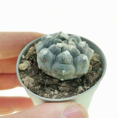 Gymnocalycium prochazkianum