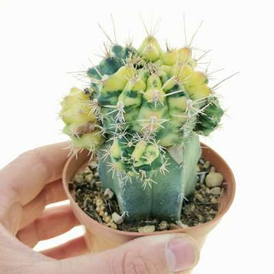 Gymnocalycium mihanovichii f. variegata 'Yellow Tiger'