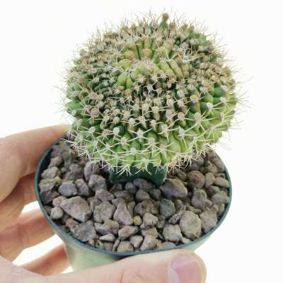 Gymnocalycium damsii f. crestata