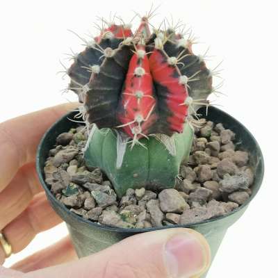 Gymnocalycium mihanovichii f. variegata 'Red Dragon'