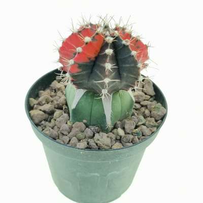 Gymnocalycium mihanovichii f. variegata 'Red Dragon' - Giromagi