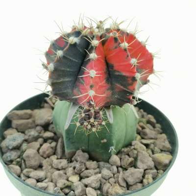 Gymnocalycium mihanovichii f. variegata 'Red Dragon' - Giromagi