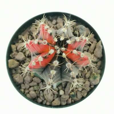 Gymnocalycium mihanovichii f. variegata 'Red Dragon' - Giromagi