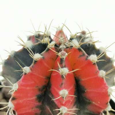 Gymnocalycium mihanovichii f. variegata 'Red Dragon' - Giromagi