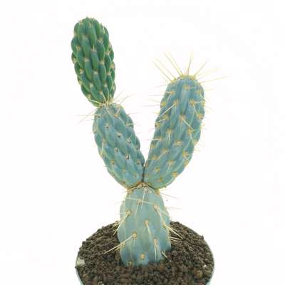 Opuntia miquelii - Giromagi