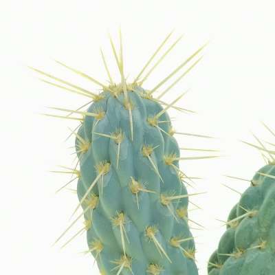 Opuntia miquelii - Giromagi