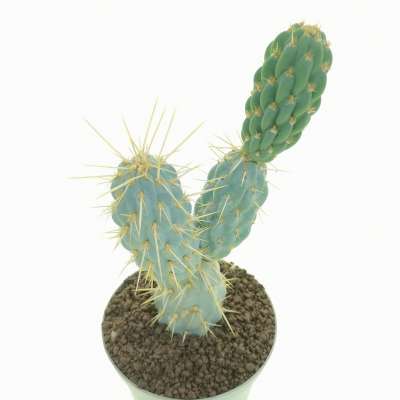 Opuntia miquelii - Giromagi