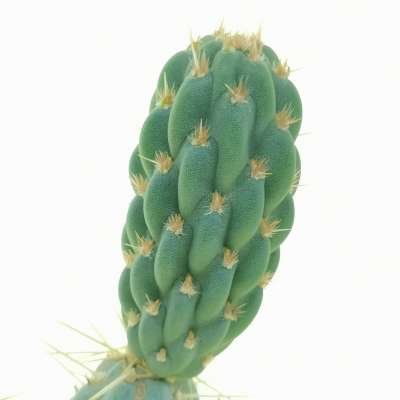 Opuntia miquelii - Giromagi