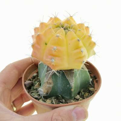 Gymnocalycium mihanovichii f. variegata 'Orange Tiger'