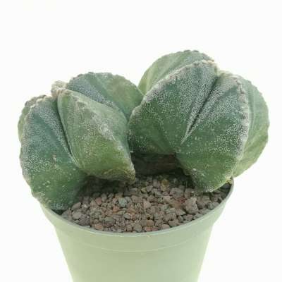 Astrophytum myriostigma f. dicotomica - Giromagi