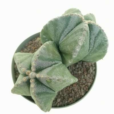 Astrophytum myriostigma f. dicotomica - Giromagi