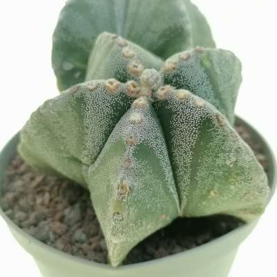 Astrophytum myriostigma f. dicotomica - Giromagi