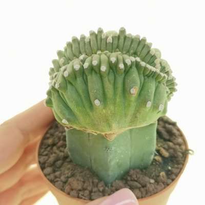 Lobivia aurea var. shaferi f. mostruosa crestata
