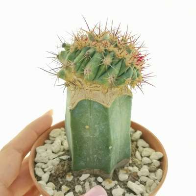 Ferocactus horridus f. crestata