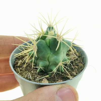 Ferocactus glaucescens f. mostruosa