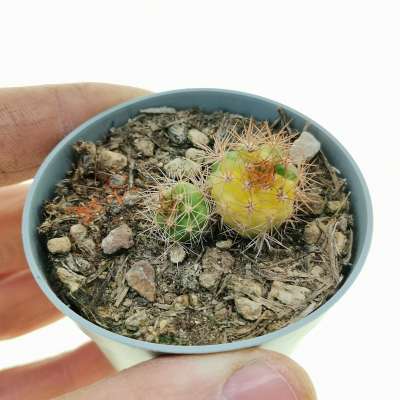 Gymnocalycium chacoense f. variegata