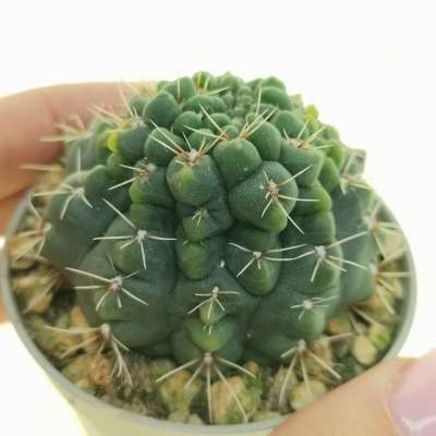 Gymnocalycium baldianum f. mostruosa