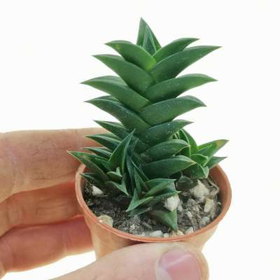 Haworthia viscosa