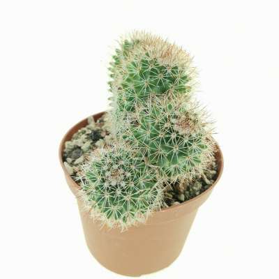 Mammillaria ernestii f. politomica - Giromagi