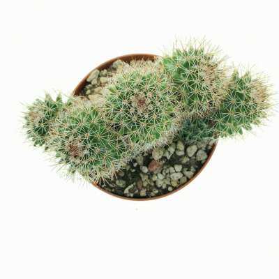Mammillaria ernestii f. politomica - Giromagi